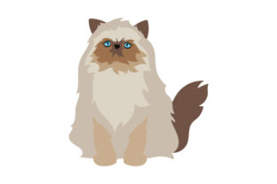 Himalayan Cat Embroidery Design Review